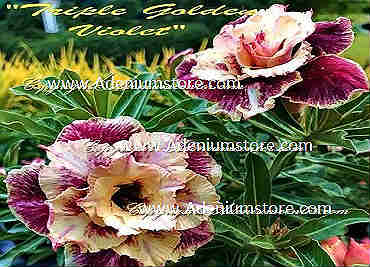 Adenium Obesum \'Triple Golden Violet\' 5 Seeds